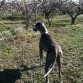 golfo, 15 meses. En casa